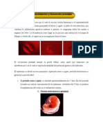 Desarrollo Humano y Sus Etapas