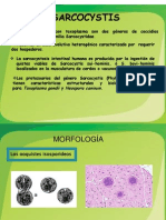 Sarcocystis 1