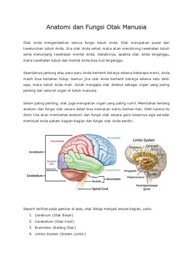 Download 81 Gambar Fungsi Otak Manusia Terbaru HD