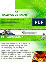 Cosecha de Racimos de Palma