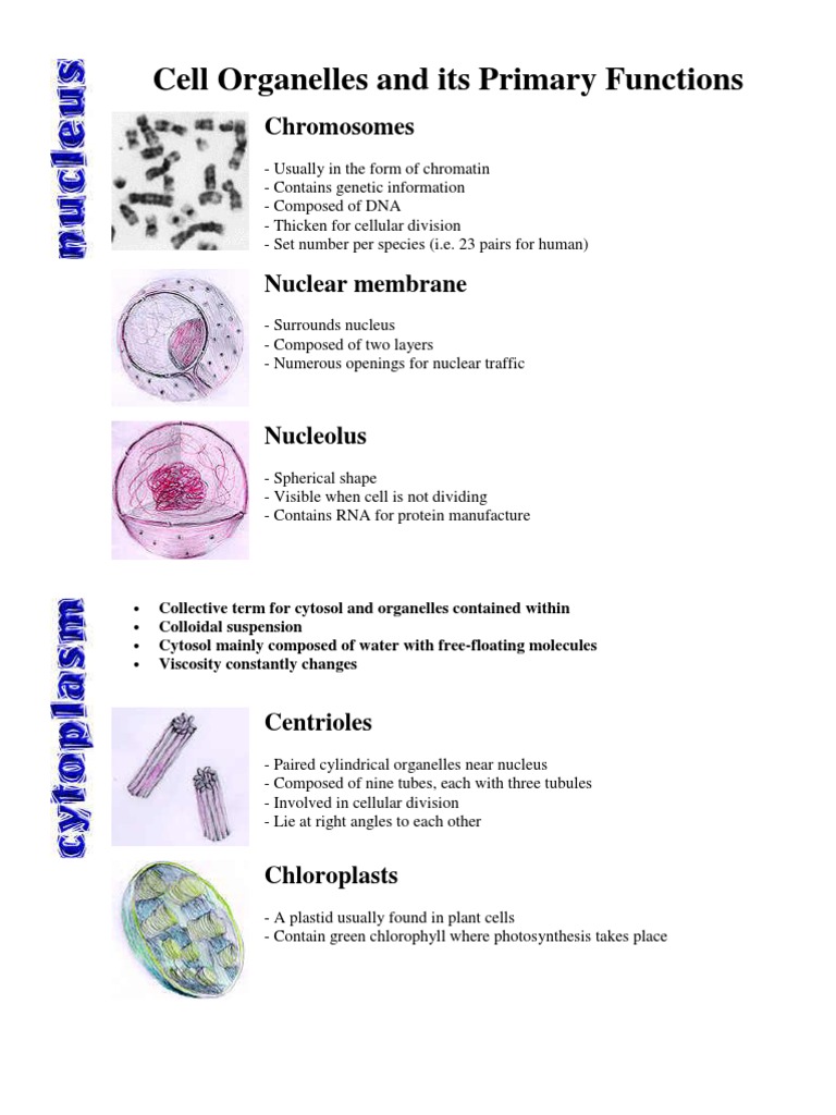 ðŸ˜‚ A cell organelle composed of rna and protein. Which of the following