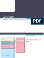 Cartilage: Hyaline, Elastic and Fibrocartilage