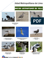 Aves acuáticas Pantanos Villa: gaviotas dominicanas, peruanas y más