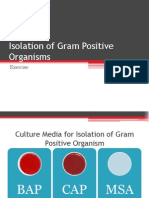 Isolation of Gram Positive Organisms-1