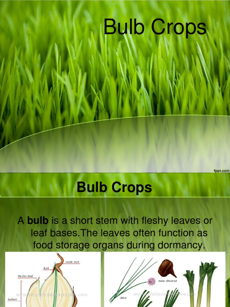 Bulb Crops: Onion, Garlic | PDF | Home & Garden | Science & Mathematics