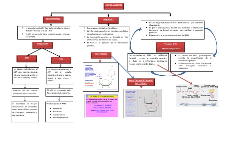 Mapa Conceptual de Acidos Nucleicos