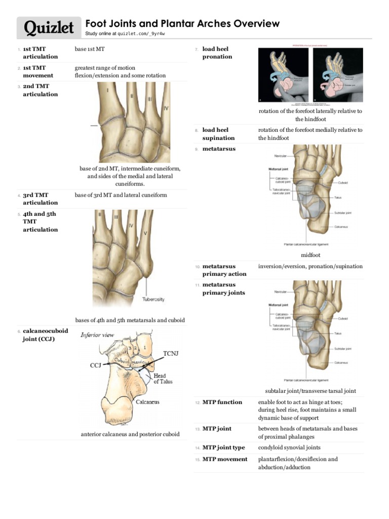 Foot Joints and Plantar Archesand | Foot | Anatomical Terms Of Motion