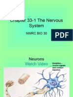 Chapter 33-1 The Nervous System