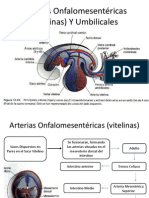 Arterias Onfalomesentéricas (Vitelinas) Y Umbilicales