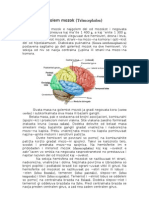 Anatomija Na CNS Seminarska