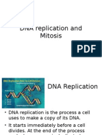 Dna Replication and Mitosis
