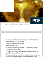 14-15. Tronco encefálico