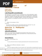 Lab 10 - Organization of Nervous Tissue