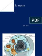 Ciclo Do Ácido Cítrico