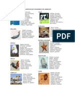 Clasificacion Taxonomica de Animales