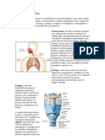 SISTEMA RESPIRATÓRIO