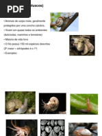 Aula de Moluscos