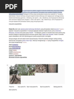 Download Casuarina Equisetifolia by Nor Fadhilah SN148677194 doc pdf