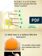 A B C D E: Answer: D (Small Intestine)
