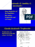 Giardia Duodenalis (G. Lamblia G. Intestinalis) : - Giardiasis. - Most Distinctive of - Has Both A