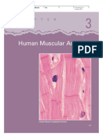 Human Muscular Anatomy: C H A P T E R