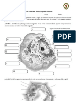 Guia de Actividades de Celula