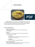 Phylum Porifera