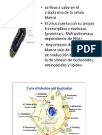 Virus de La Rabia