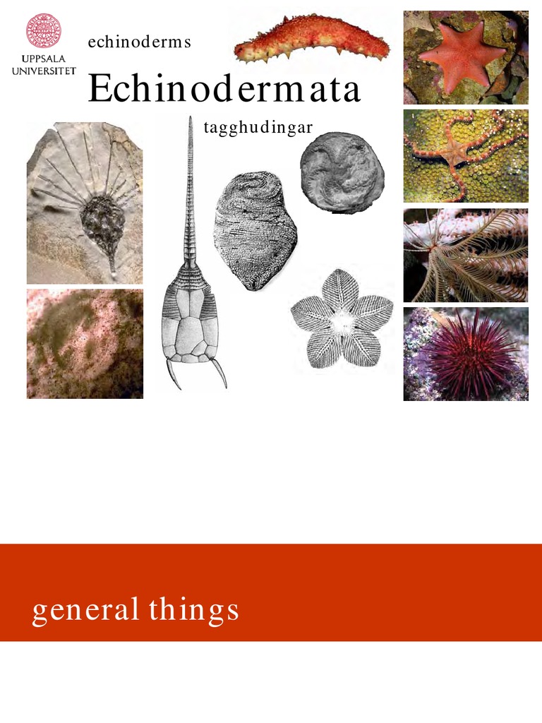 Echinodermata | PDF | Social Science | Home & Garden
