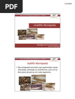 SUBFILO MYRIAPODA
