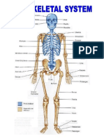 The Skeletal System.docx