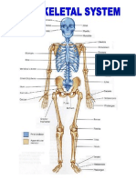 The Skeletal System