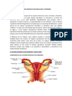 Sistema Reproductor Masculino y Femenino