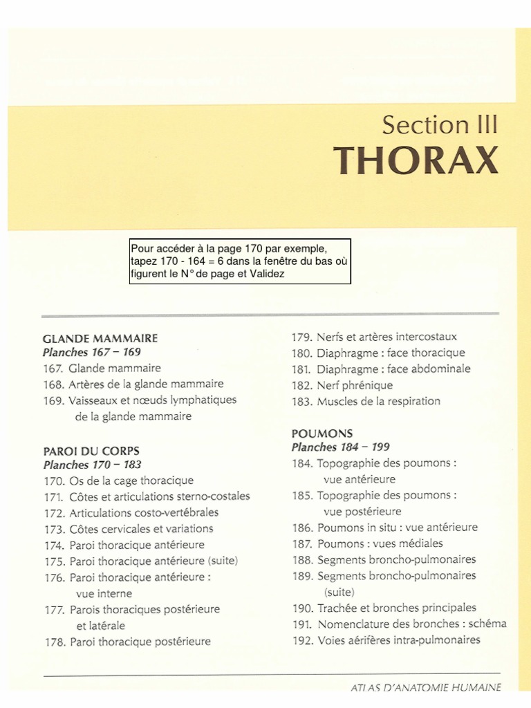 Anatomie - Netter - Thorax | PDF