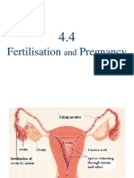 Fertilization and Pregnancy Stages