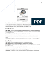Hueso Palatino PDF