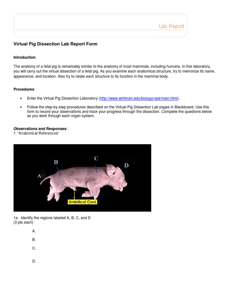 Pig dissection worksheet answers