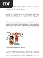 O Sistema Reprodutor Feminino