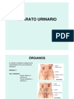 7 Lima Zerillo Anatomia Urinario