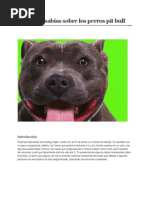 Lo Que No Sabías Sobre Los Perros Pit Bull