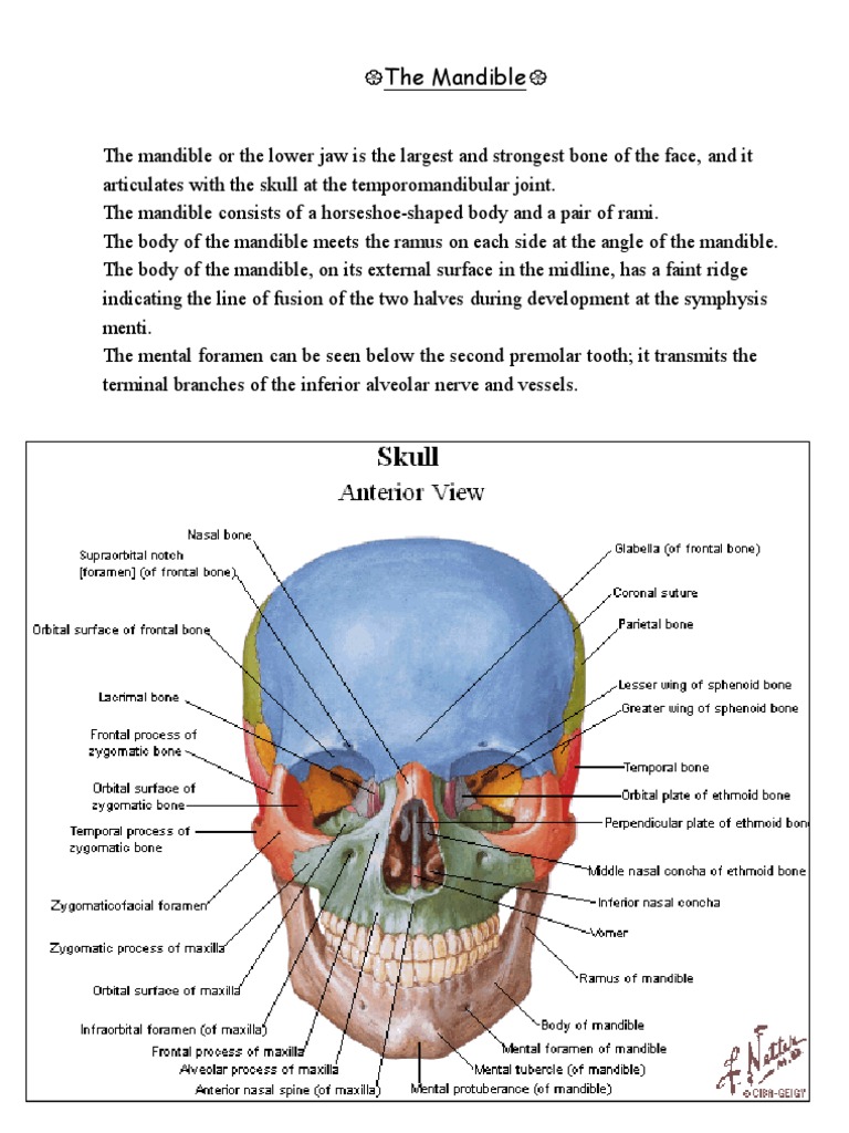 Anatomy Of The Head Neck 3 Mandible Tongue Human Head And Neck