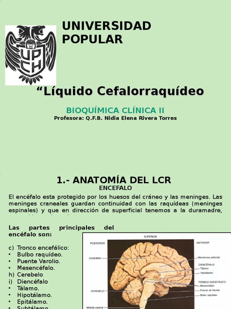 Producción y Análisis del LCR | PDF | Fluido cerebroespinal | Sistema ...