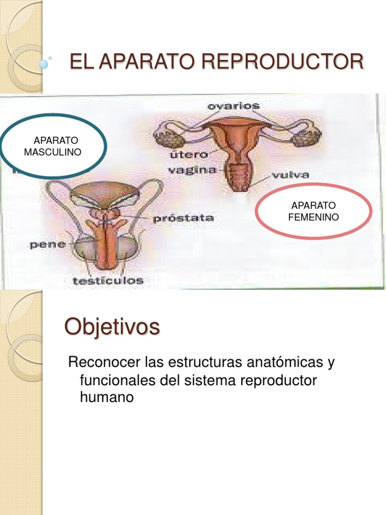 Importancia De Conocer El Funcionamiento Del Aparato Reproductor Del