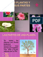 Constanza, Las Plantas y Sus Partes