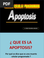 Download APOPTOSIS DIAPOSITIVAS 2011pptx by Cindy Churata Diaz SN149787863 doc pdf
