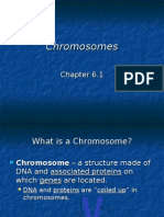 Chromosomes