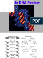 DNA Replication and Transcription