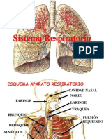 aparato-respiratorio