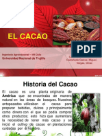 Exposicion Cacao
