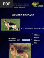 Download Anatomia Miologia MIEMBRO PELVIANO 2008 by Estudiantes de Veterinaria Primer ao 2009 SN14997807 doc pdf